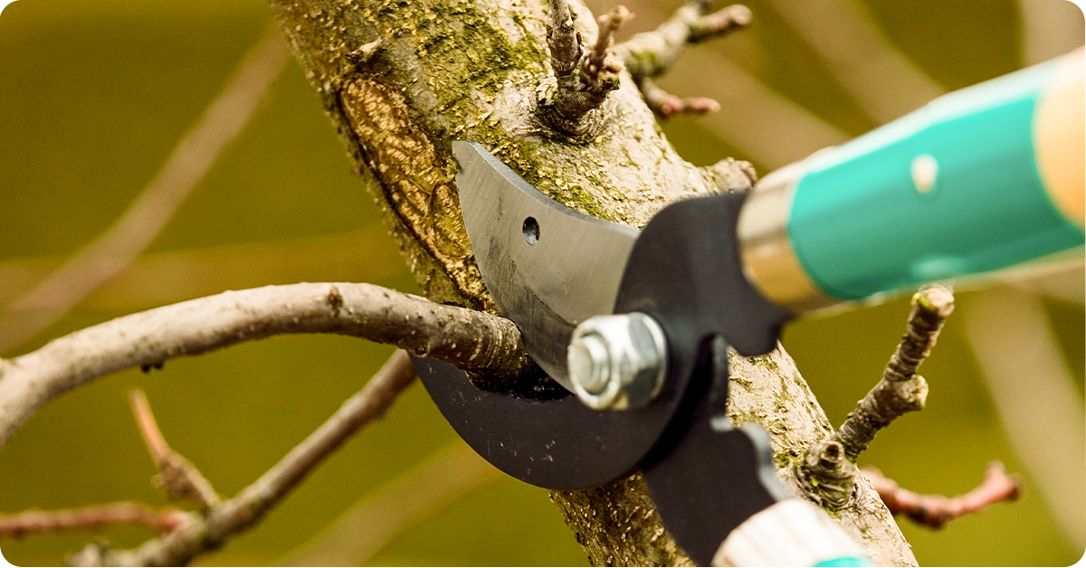 pruning-fruit-trees